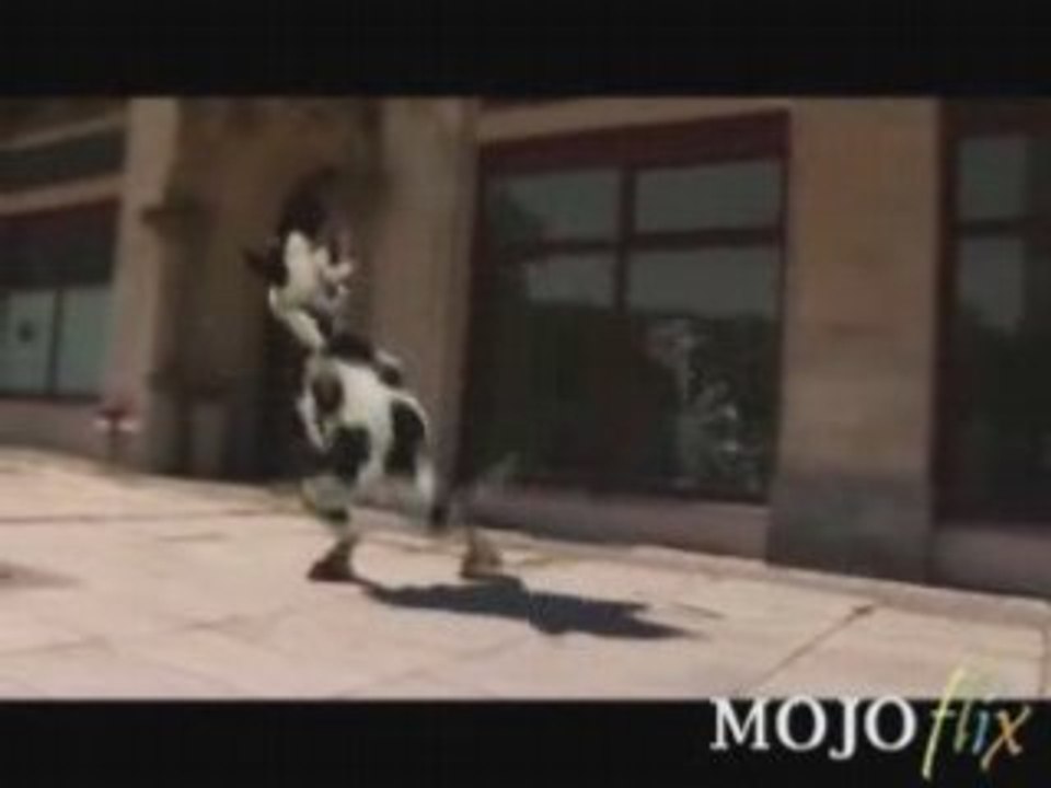 Crazy Cow-I-Like-To-Moo