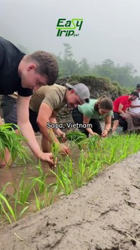 Sapa Rice Field | Experience Traditional Rice Farming in Vietnam