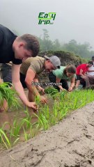 Sapa Rice Field | Experience Traditional Rice Farming in Vietnam
