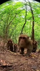 Monkey Spots Hidden Camera – Stares Right at the Lens Then... Grins Wildly!
