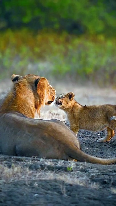 Asiatic lion
