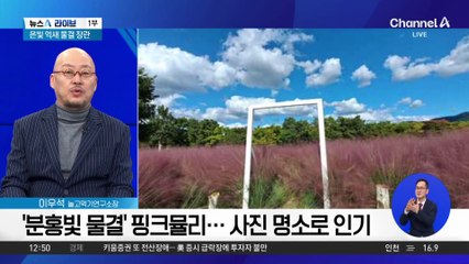 분홍빛 핑크뮬리 절정…‘가을 인생샷’ 명소는?