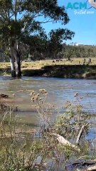 What happens when the Snowy River roars back to life