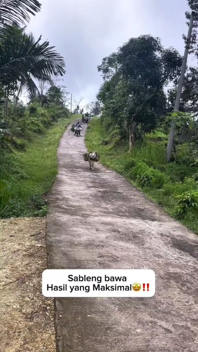 Smart and Obedient Sheep