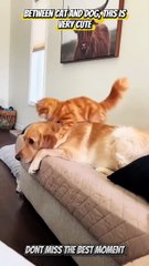 Friendship🥰 #animals #animal #cat #dog #youtubeshorts #short #shorts