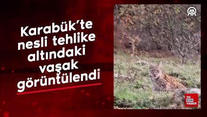 Karabük’te  nesli tehlike  altındaki  vaşak görüntülendi