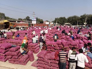 प्याज मंडी में प्याज की जबरदस्त आवक हुई