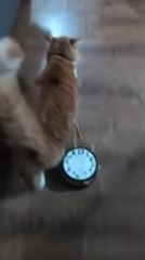 Cat Steals Clock-Shaped Purse