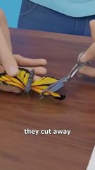 How_A_Butterfly_Wing_Transplant_Works_🤔