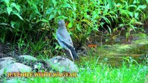 White Wagtail Juvenile at Kumrat Valley in July 2025