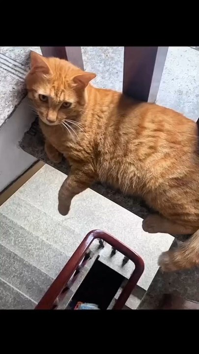 Bayangan menjadi kenyataan, kucing ini benar terjatuh!!