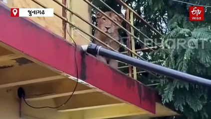 ગીર જંગલનો અદ્ભુત વીડિયો સોશિયલ મીડિયા પર વાયરલ, અગાસી પર સિંહ નીચે ઢોરને દોહવાનું કામ ચાલુ