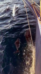 Quand un banc de dauphins accompagne un bateau sur la Transat Café L'Or - Voile - Transat Café L'Or