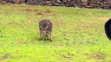 Wet kangaroo