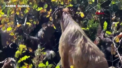 Muhtarlığı bıraktı kendini doğaya adadı: Artvinli eski muhtar çoban oldu