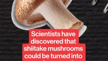 Could fungi power the computers of tomorrow?