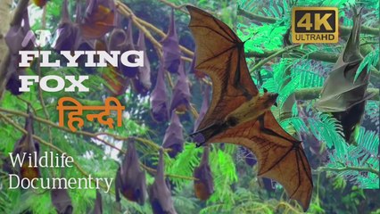 flying fox bat | flying fox bat hunting,, दुनिया के सबसे बड़े चमगादड़ों का रहस्य' Hindi Documentry