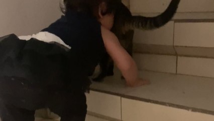 Mischievous cat guides and accompanies the toddler every time she climbs the stairs