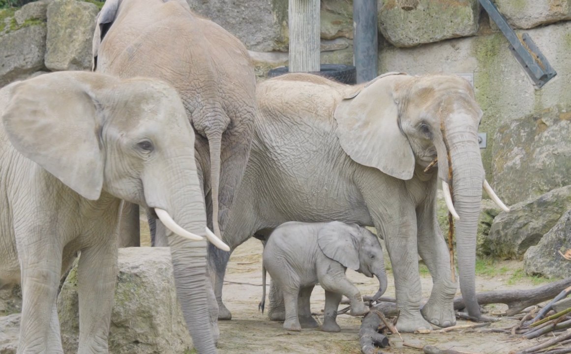 Elefantenkalb erobert Herde und Herzen im Tiergarten Schönbrunn