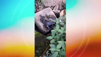 Vazamento de Querosene Afecta Fauna e Moradores Próximos ao Aeroporto Internacional dos Guararapes - Análise e Resposta das Autoridades