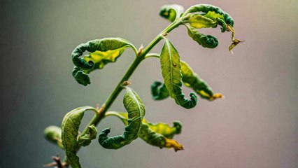 9 Signs That Could Mean Your Plants Are Stressed Or Struggling To Thrive