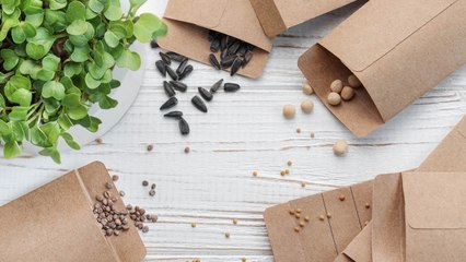 You Should Be Storing These Seeds In Case Of Global Collapse