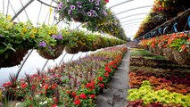 5 Plants Garden Centers Love Selling That Will Destroy Your Yard