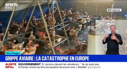Grippe aviaire: 12 élevages de volailles confinés pendant 3 semaines dans le Var
