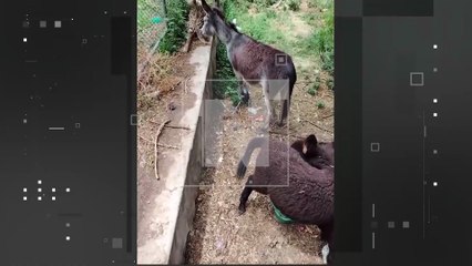 ¡Les amarraron las patas! Indignación por maltrato a burros en Cochabamba