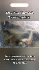 My Squirrel Gilu's Babies update