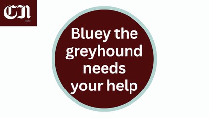 Aberystwyth greyhound has heart murmur and high blood pressure. Can you help?