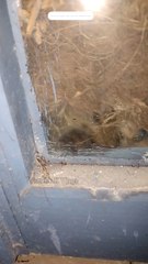 Our Squirrel Gilu has given birth to cute babies. Feel like i have become an uncle of the babies ❤️