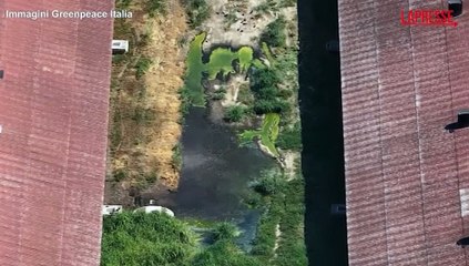 Greenpeace, immagini shock da un allevamento di maiali in Italia