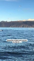 Les orques ont parcouru les fjords, dessinant leurs sillages dans les eaux d’un bleu glacé