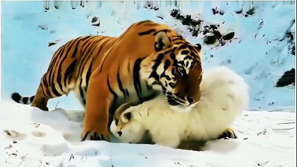 Feeding live goats to tigers – a raw display of nature's power that'll blow your mind!