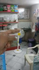 Beautiful Sun Conure Jandaya Parakeet (Love Birds Hand Tame Training)