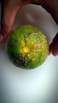 I Cut Fresh & Juicy Green Lemon — Lemon Cutting Style