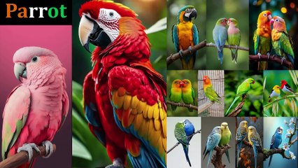 World Most Beautiful Parrot Macaw, Cocktail, Budgies Love Birds