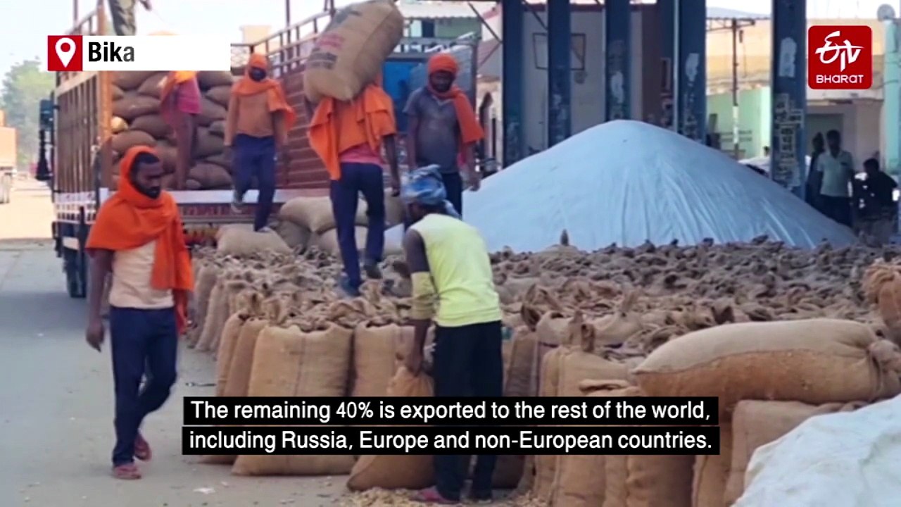 Rajasthan's Peanut Exporters Hit As Southeast Asian Nations Halt Imports Over Alleged Fungal Contamination