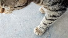 Cat but sweet cat