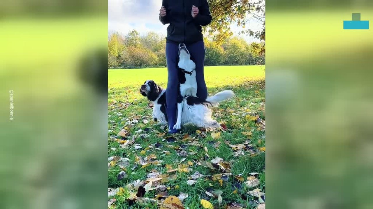 Guinness World Record Dogs Dance With Owner in the Sunshine