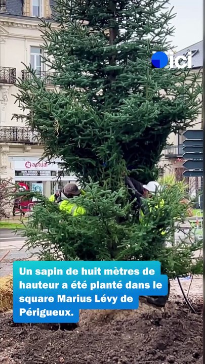 Un sapin de Noël pérenne pour Périgueux