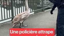 Allemagne : un cygne égaré se fait attraper par une policière.