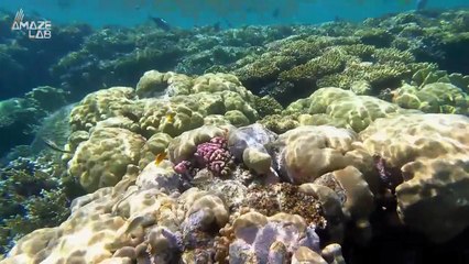 These Sharks Hold Their Breathe While Diving to Hunt Prey