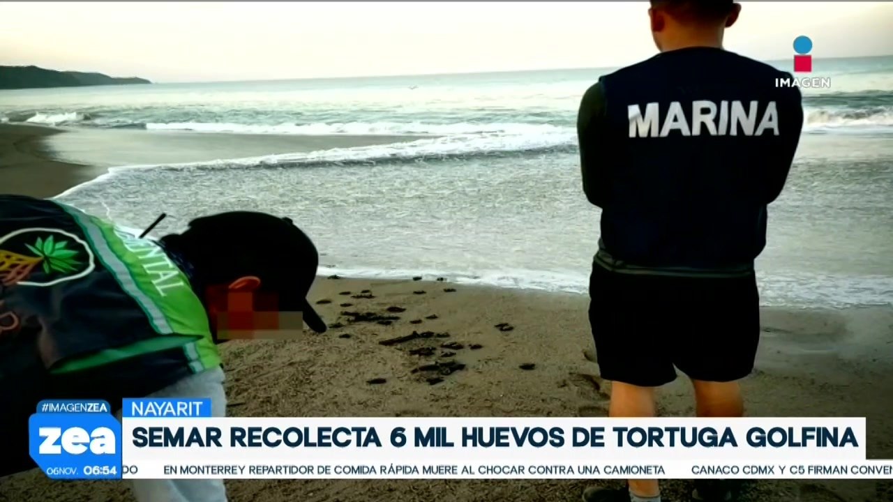 La SEMAR recolecta seis mil huevos de tortuga golfina