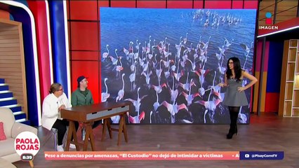 ¿Sabes por qué los flamencos no nacen de color rosado? | DPC con Paola Rojas