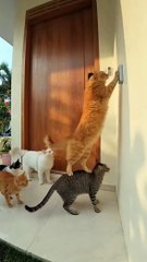 Teamwork Makes the Dream Work! 🐱🚪😂 Smart Cats Opening the Door