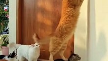 Teamwork Makes the Dream Work! 🐱🚪😂 Smart Cats Opening the Door