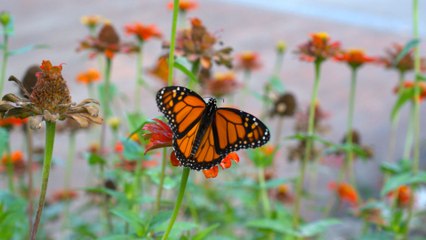 La degradación de hábitats amenaza a miles de especies migratorias como las mariposas monarca