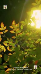 Brillo Sin Ti Episodio Completo